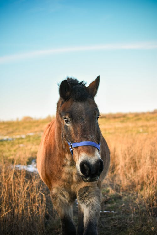 Photo of a Brown Horse on Grass Field