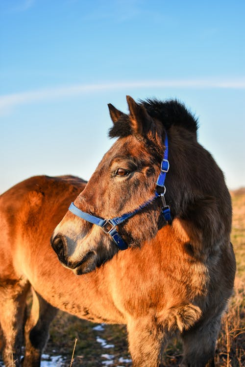 Безкоштовне стокове фото на тему «грива, кобила, коричневий кінь» стокове фото
