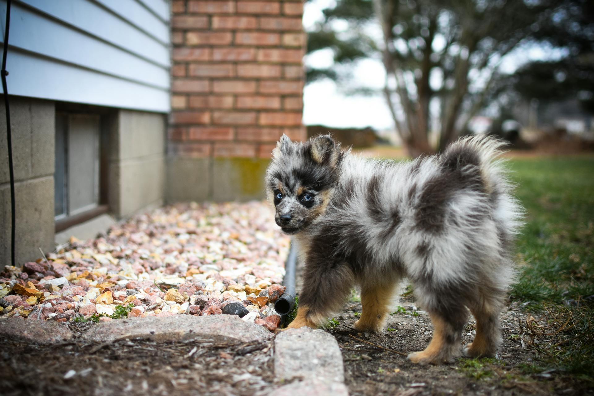 Un chiot de berger australien dans la pelouse