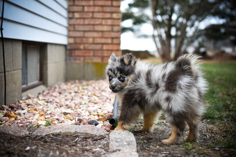 A fluffy Australian Shepherd puppy standing outside near a brick wall, exploring the environment.