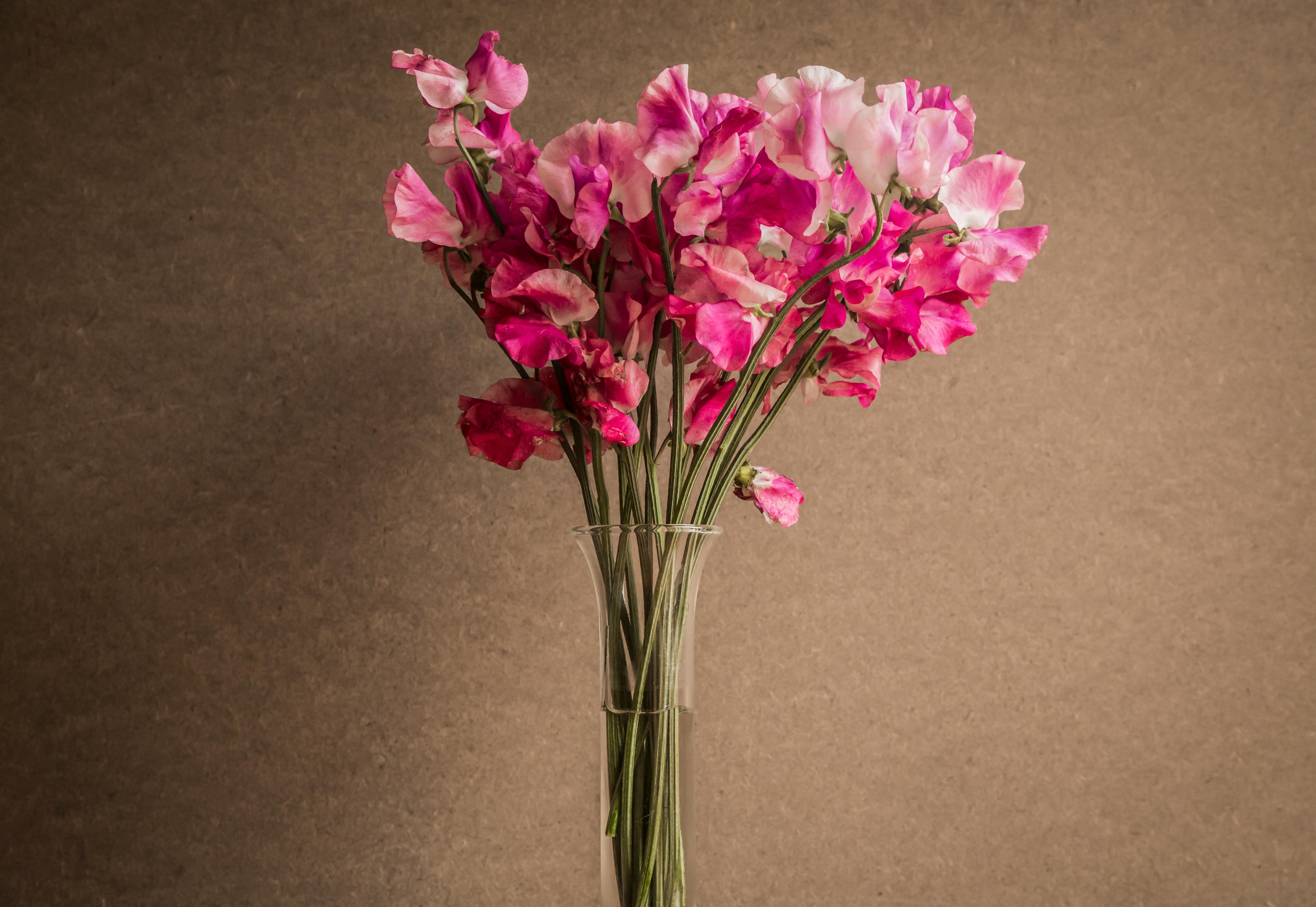 A beautiful bouquet of pink sweet peas in a glass vase against a neutral backdrop, showcasing floral elegance.
