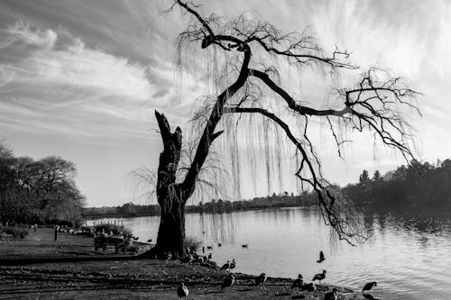 Leafless Tree Beside a Lake