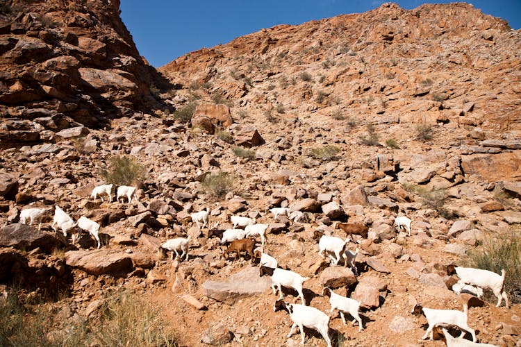 Goats On The Slope Of A Rocky Mountain 