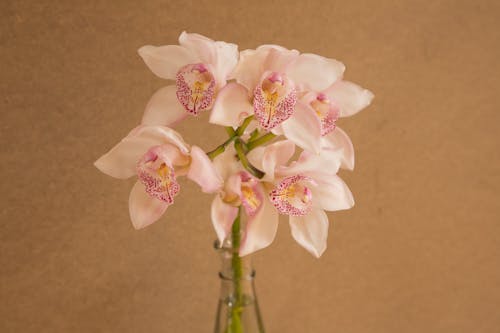 Cluster of White and Pink Flower in Clear Glass Vase