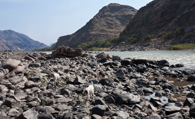 Goats On A Rocky River Bank With Mountains In The Distance 