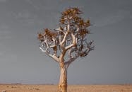 Brown Bare Tree on Brown Sand