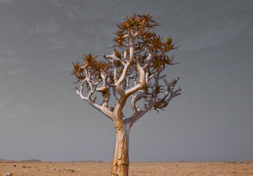Tree in the Desert
