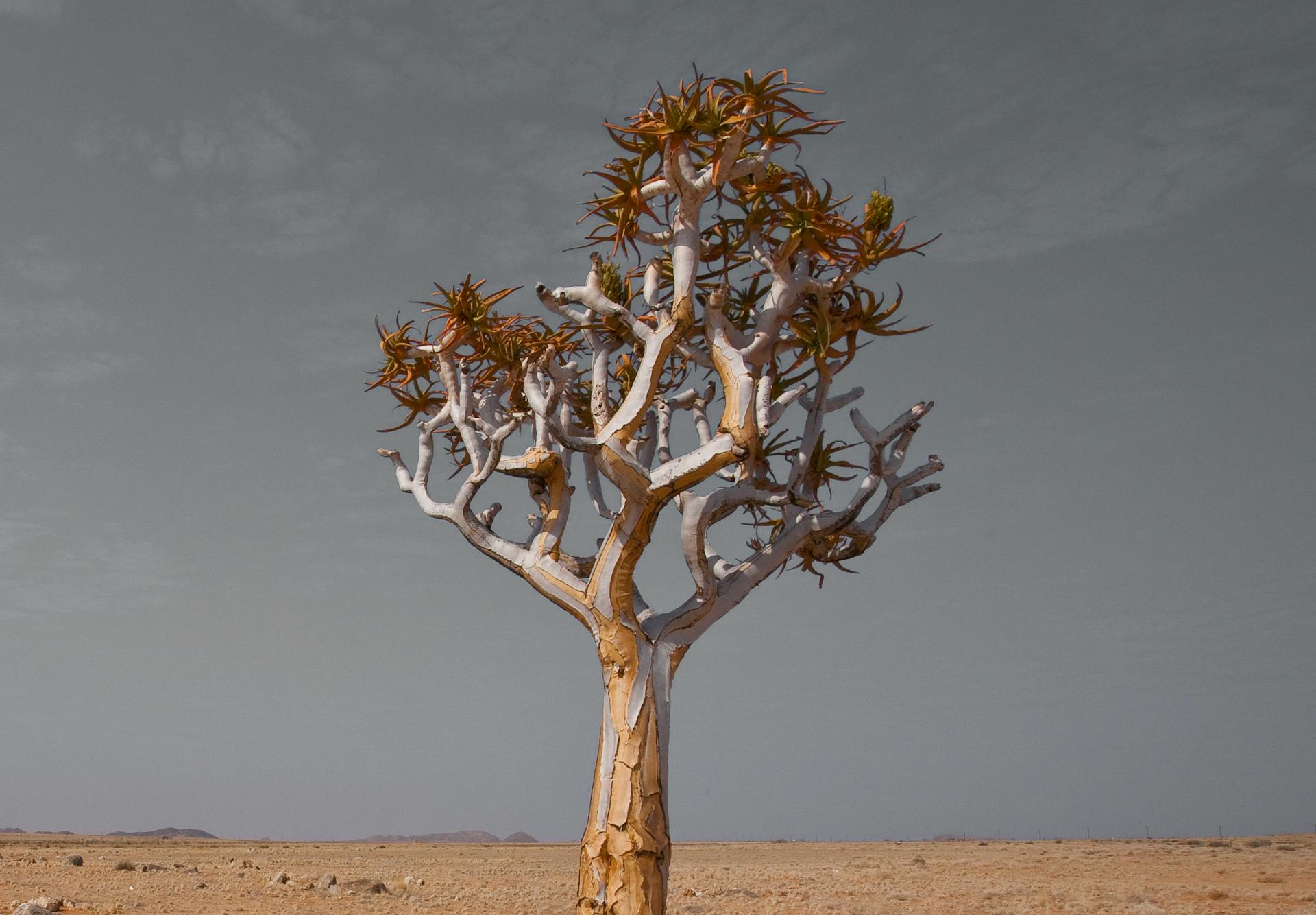 A lone quiver tree stands against a vast desert, highlighting erosion and barren beauty.