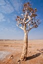 Cactus Tree on Dry Soil and Blue Sky