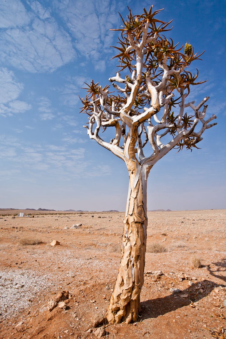 Cactus Tree On Dry Soil And Blue Sky