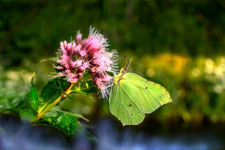 Green Butterfly On Cluster Of Pink Flowers