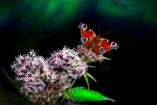 Butterfly on a Plant