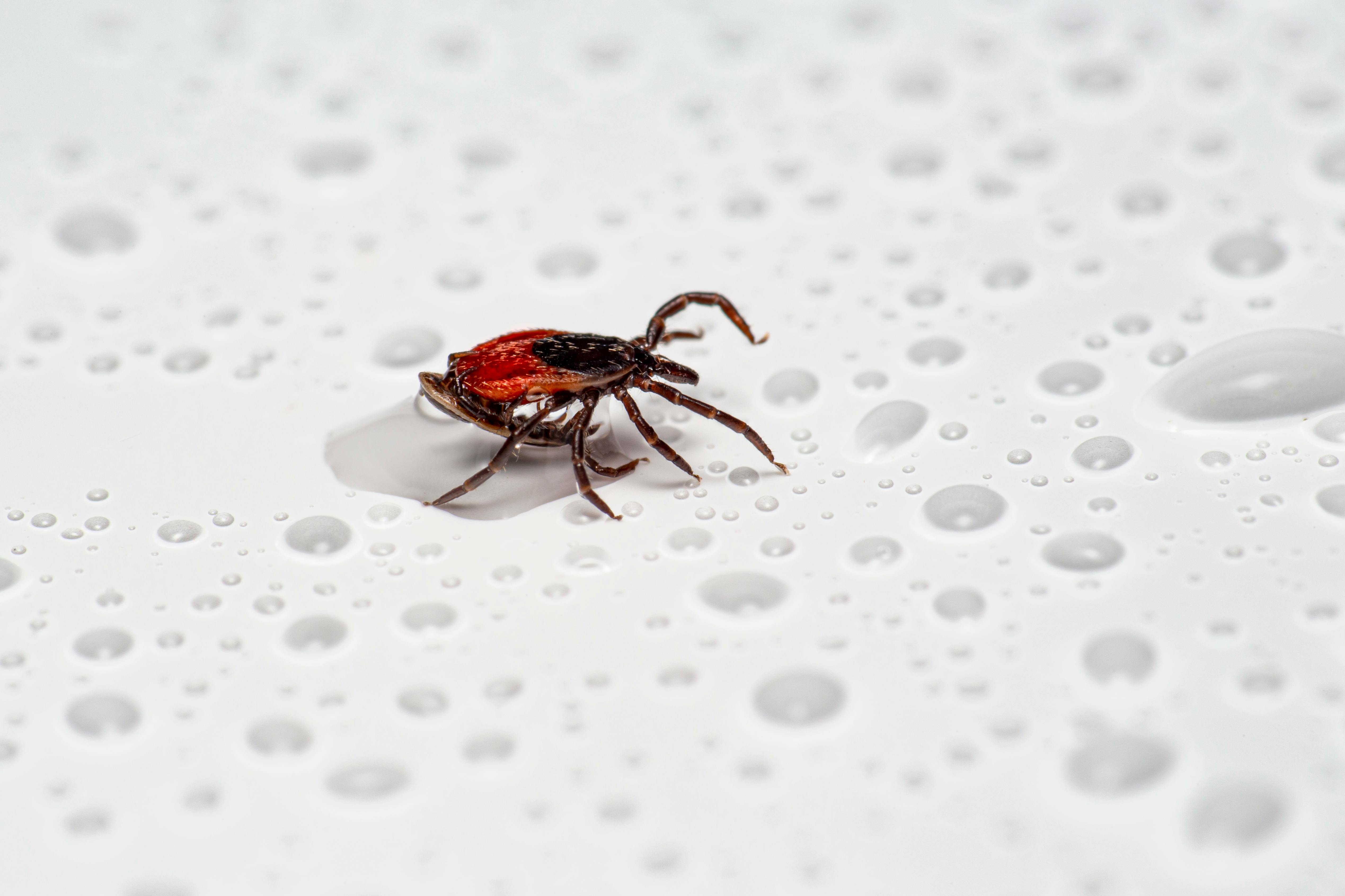 Macro shot of a blacklegged tick on a wet surface with water droplets.