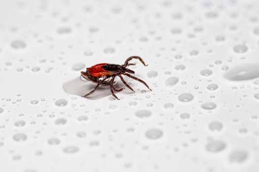 A Black Legged Tick on Wet Surface