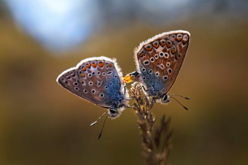 Free Butterflies on a Plant Stock Photo