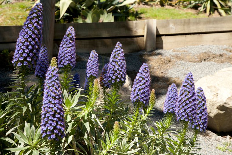 Purple California native plant in bloom