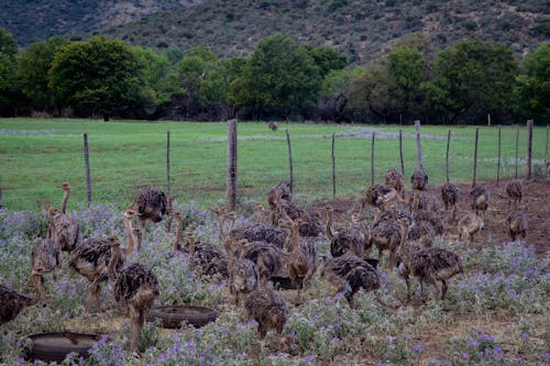 A Group of Ostrich Near Fence