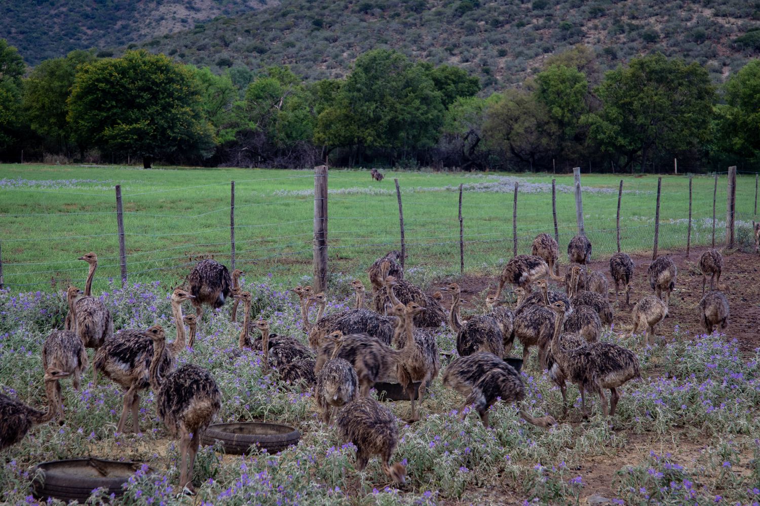 Ostrich Farm Photos, Download The BEST Free Ostrich Farm Stock Photos ...