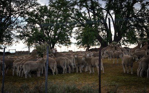 Sheep Herd on Green Grass 