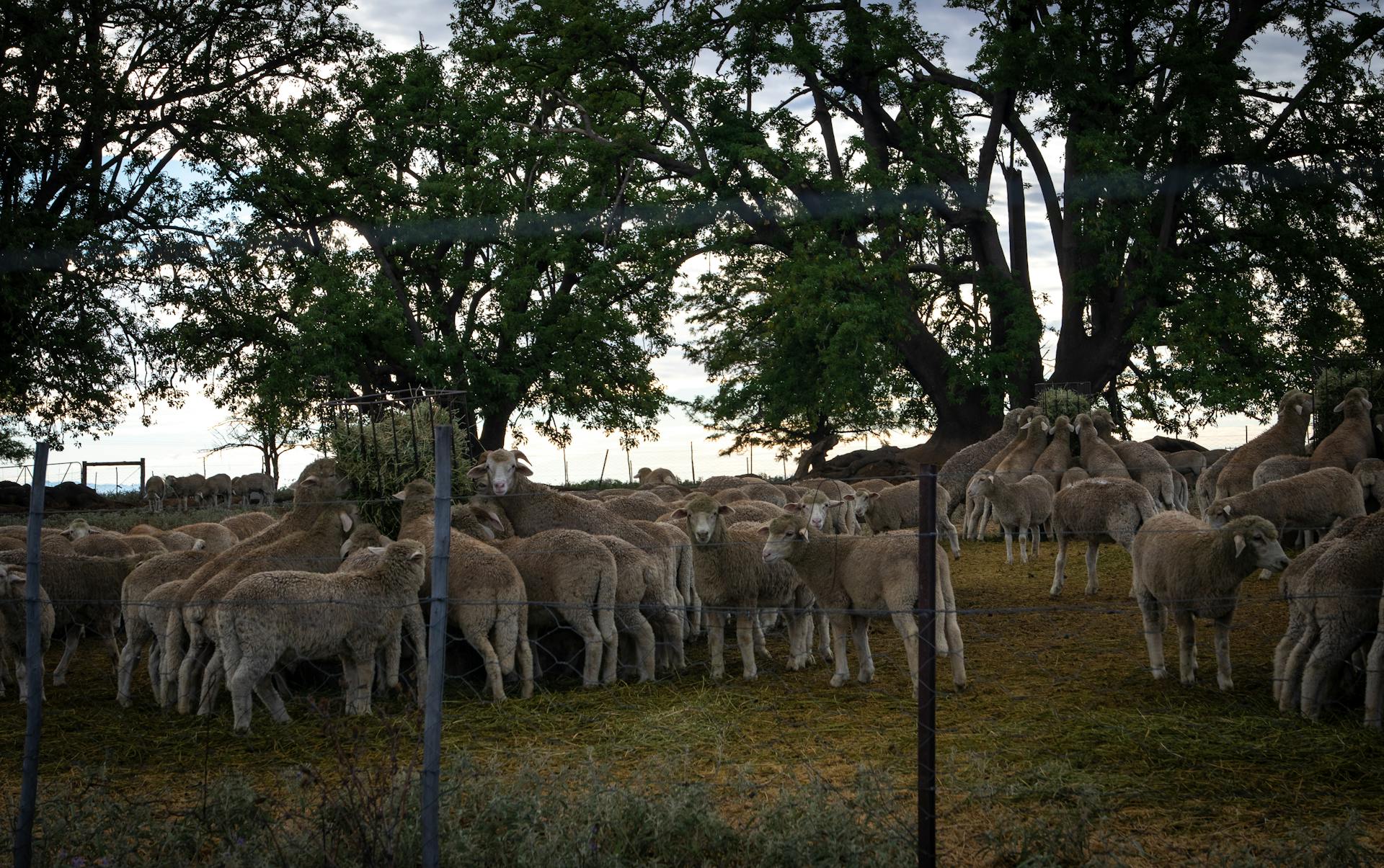 Sheep Herd on Green Grass