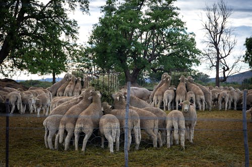 Herd of Sheep in Farm Eating Grass