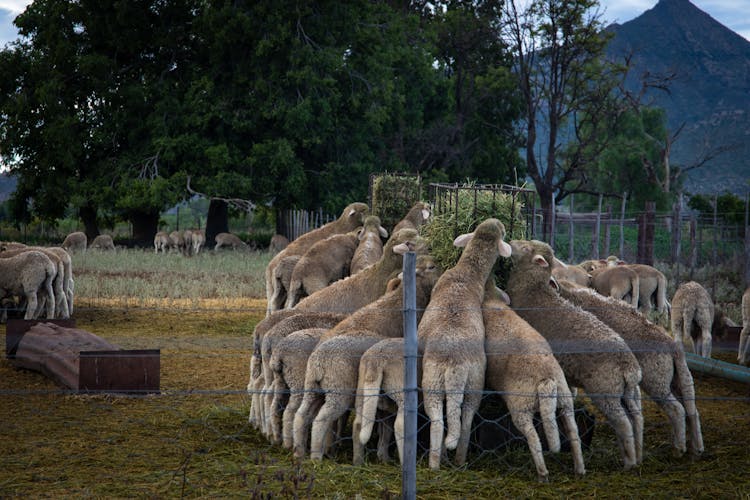 Group Of Sheep Near Fence Eating On Green Grass