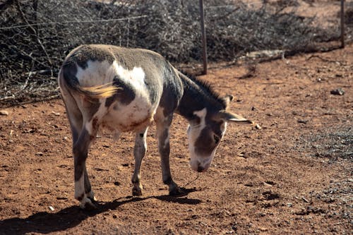 Free White and Gray Donkey Standing on Dirt Ground Stock Photo