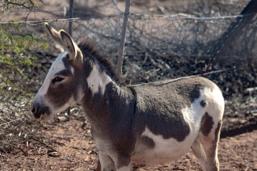 Immagine gratuita di animale, asino, azienda agricola