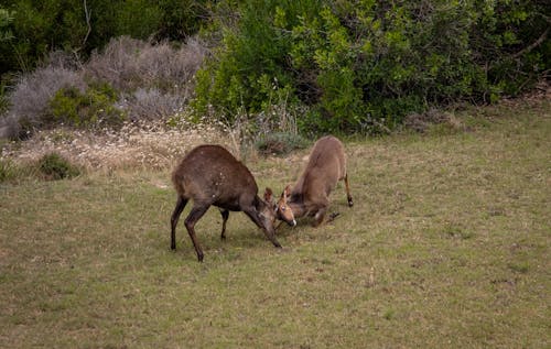 Gratis lagerfoto af antilope, buk, dyrefotografering Lagerfoto