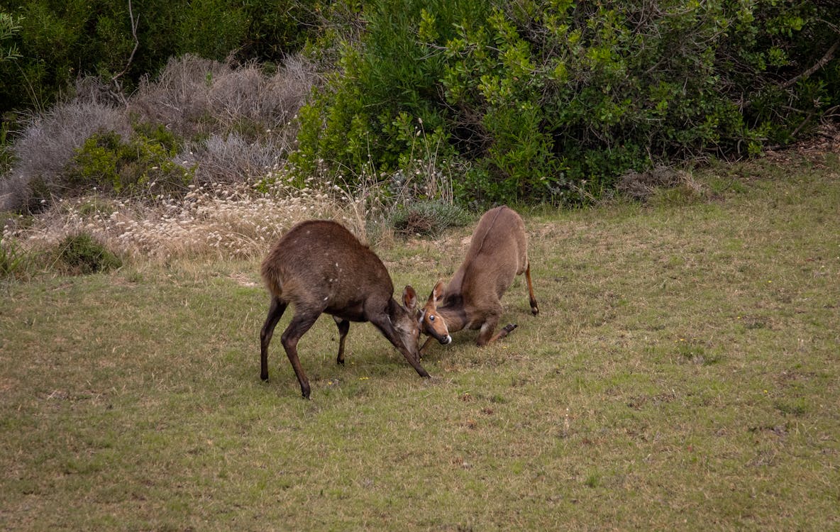 A Pair of Brown Deer Fighting on Green Grass Field