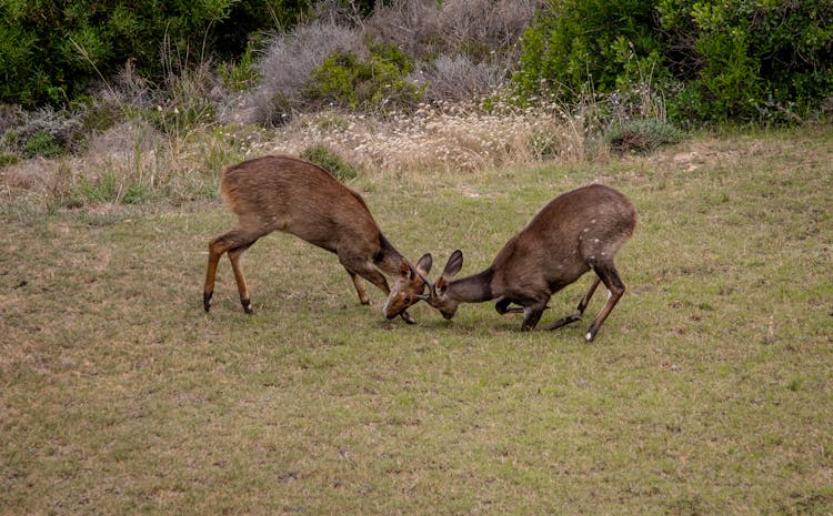 Deer Fighting On Grassland