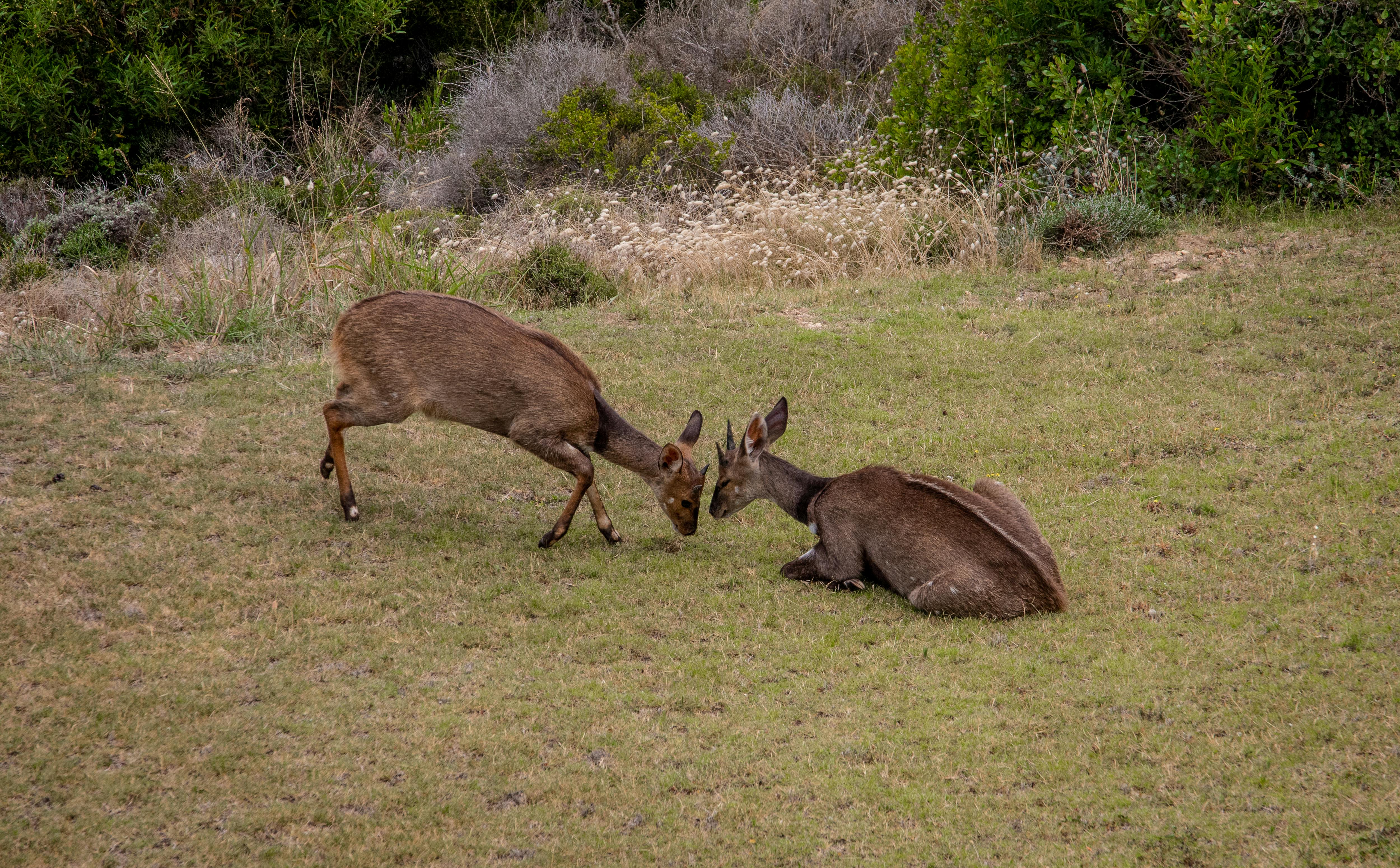 Gratuit Photos gratuites de animal sauvage, animaux, cerf Photos