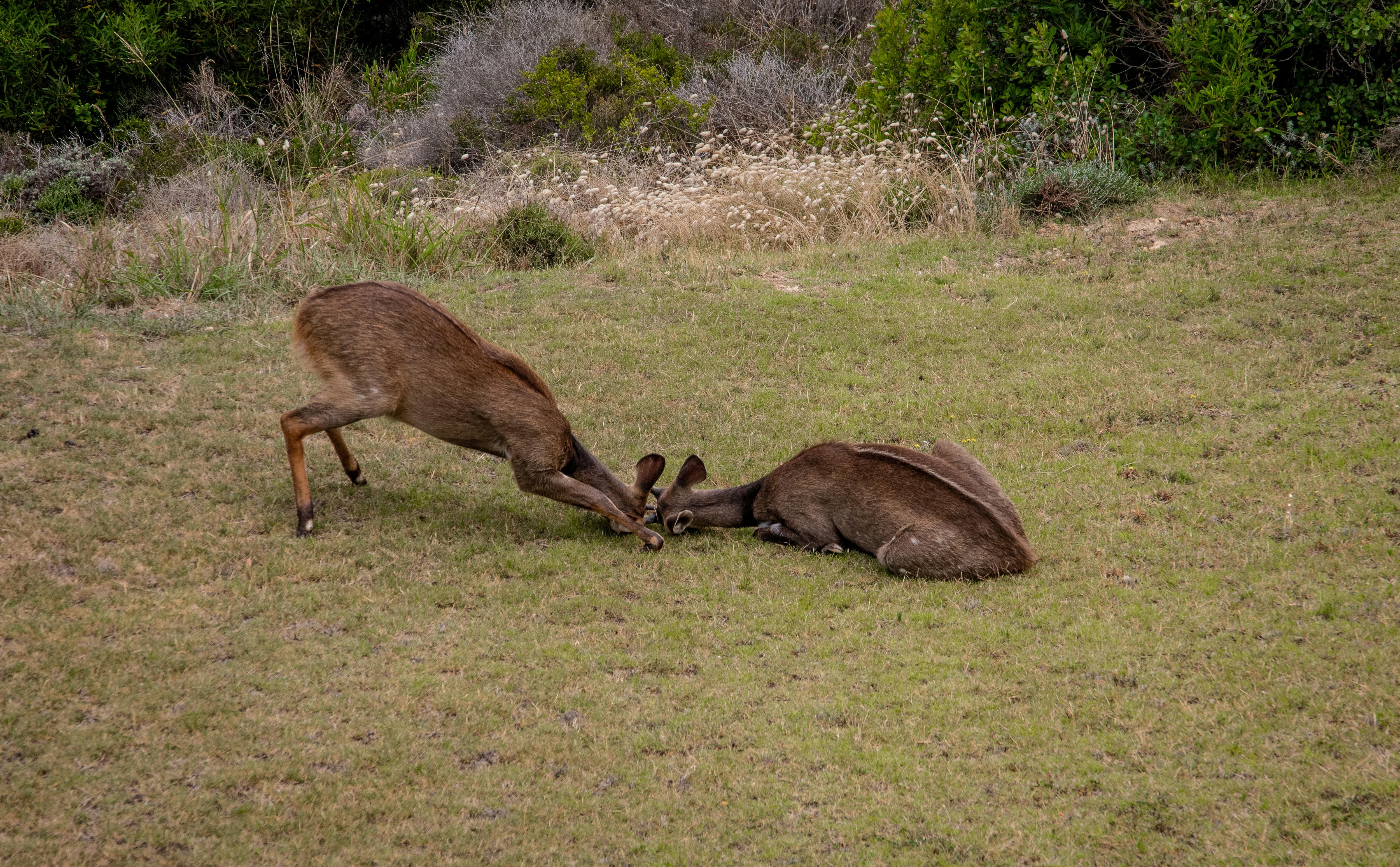 Animals Fighting Photos, Download The BEST Free Animals Fighting Stock Photos & HD Images Animals Fighting Photos, Download The BEST Free Animals Fighting Stock Photos & HD Images