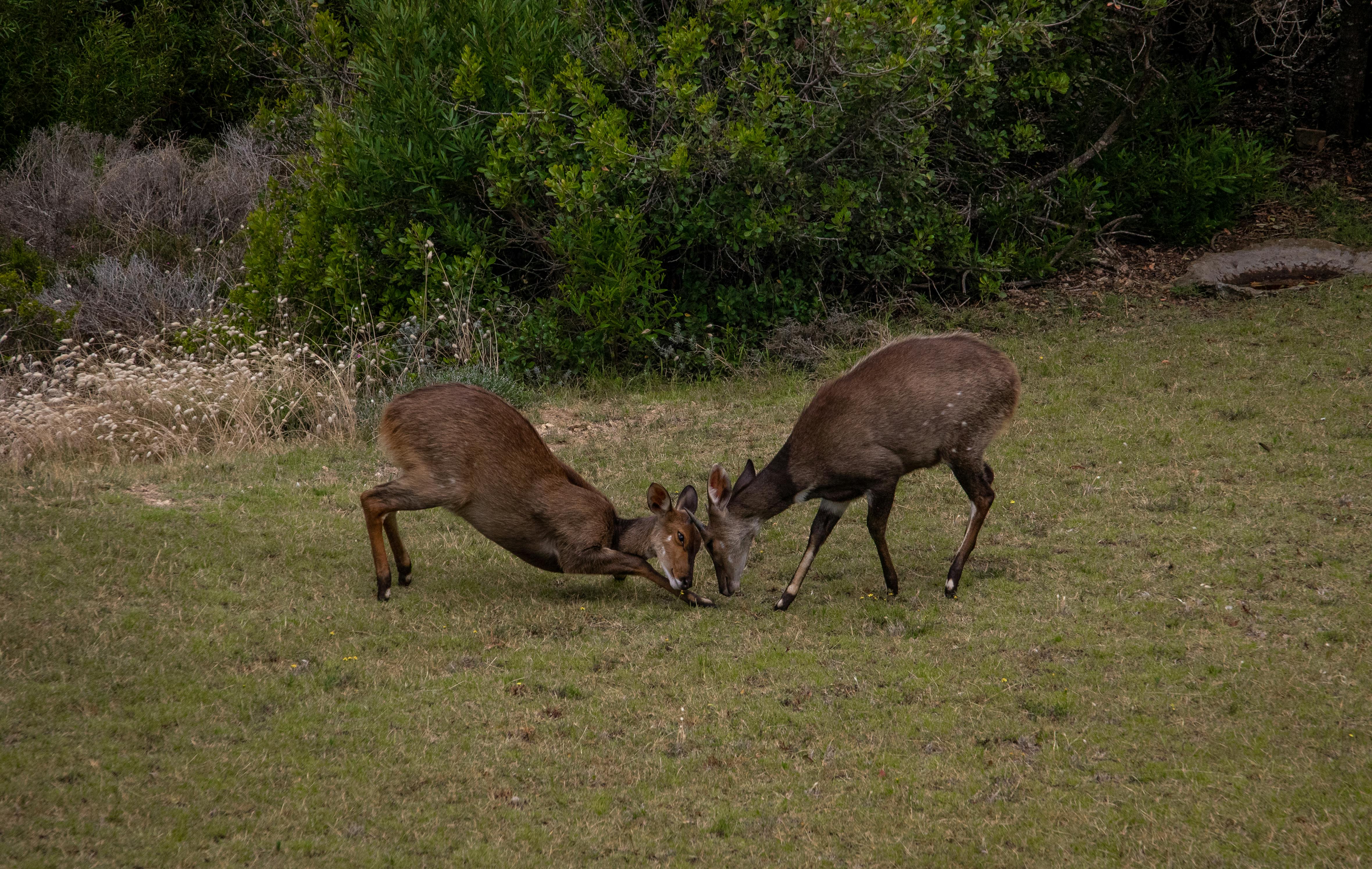 grátis Foto profissional grátis de ambiental, animais, animais selvagens Foto profissional