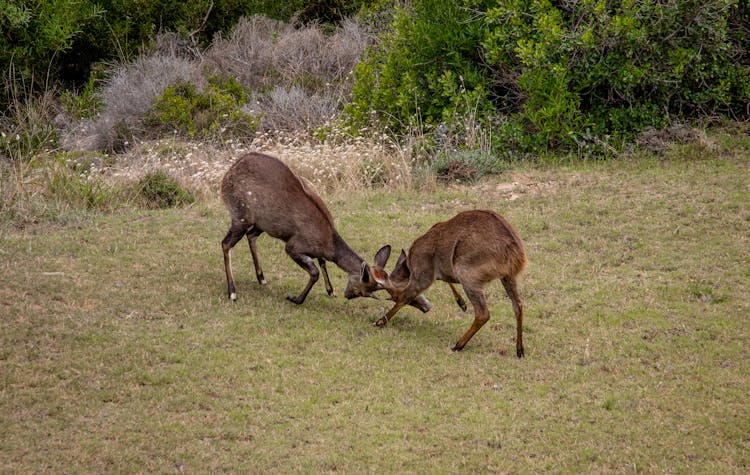 Wild Deer Fighting Near The Bushes