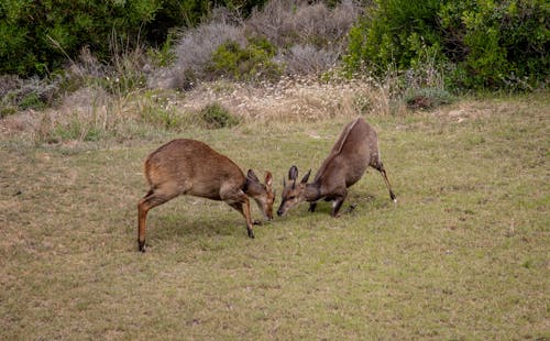 Immagine gratuita di animali, antilope, cervo