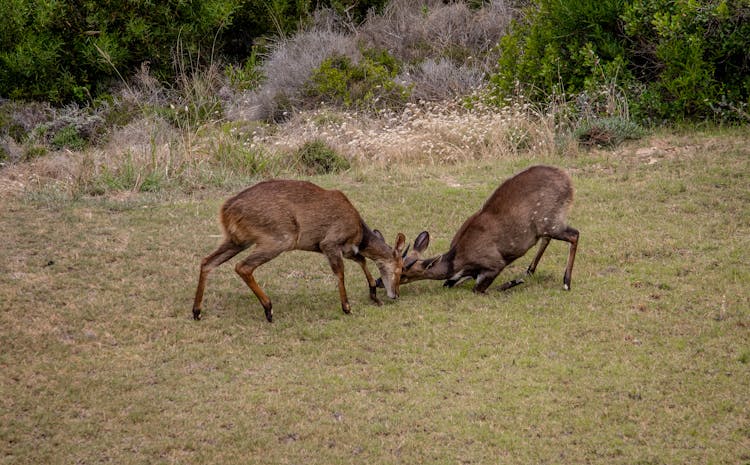 Animals Fighting On Grassland