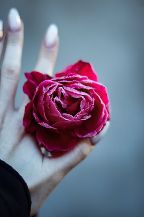 Crop unrecognizable female demonstrating blooming bright red rose covered with hoarfrost against blurred background in daylight