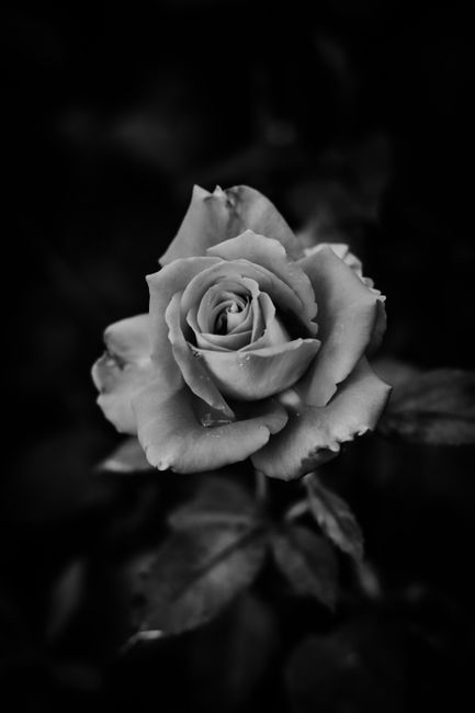 Black and white of fresh blooming rose flower growing in nature against blurred dark background