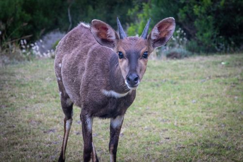 Free A detailed close-up of a bushbuck standing on grassy terrain in the wild. Stock Photo