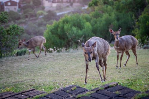 Free A group of deer grazing in a grassy area, surrounded by lush greenery in a natural setting. Stock Photo