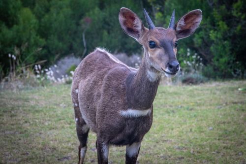 Free Close-up portrait of a bushbuck antelope in a lush green natural habitat. Stock Photo