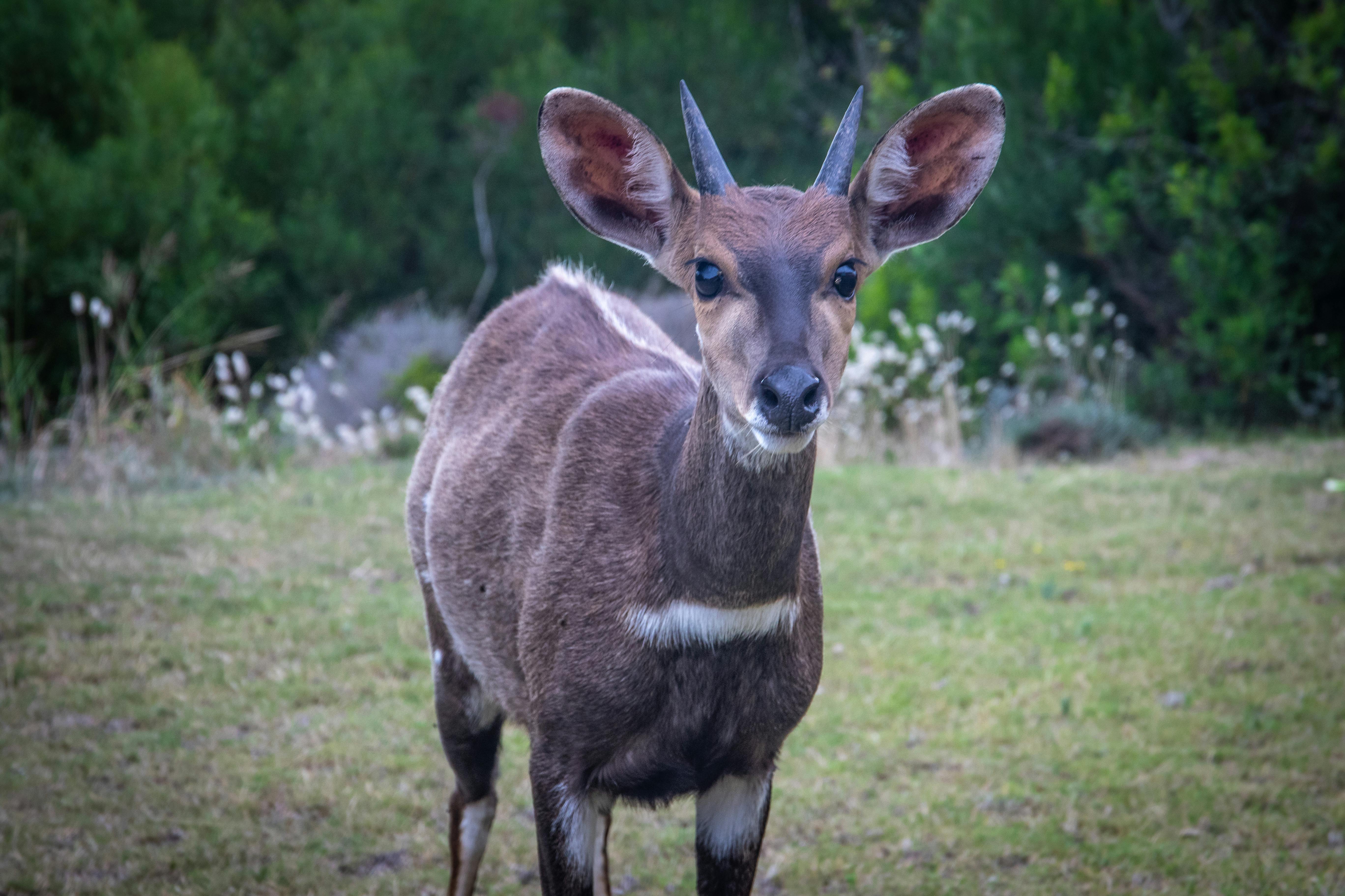 grátis Foto profissional grátis de animais, animais selvagens, animal selvagem Foto profissional
