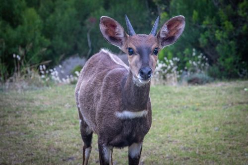 Free High-quality image of a bushbuck captured in a natural outdoor setting. Stock Photo