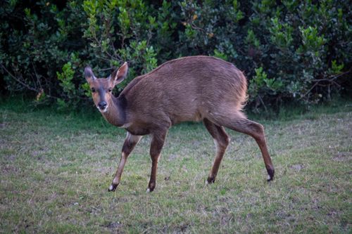 Free Wild bushbuck captured in its natural environment, showing distinct features. Stock Photo