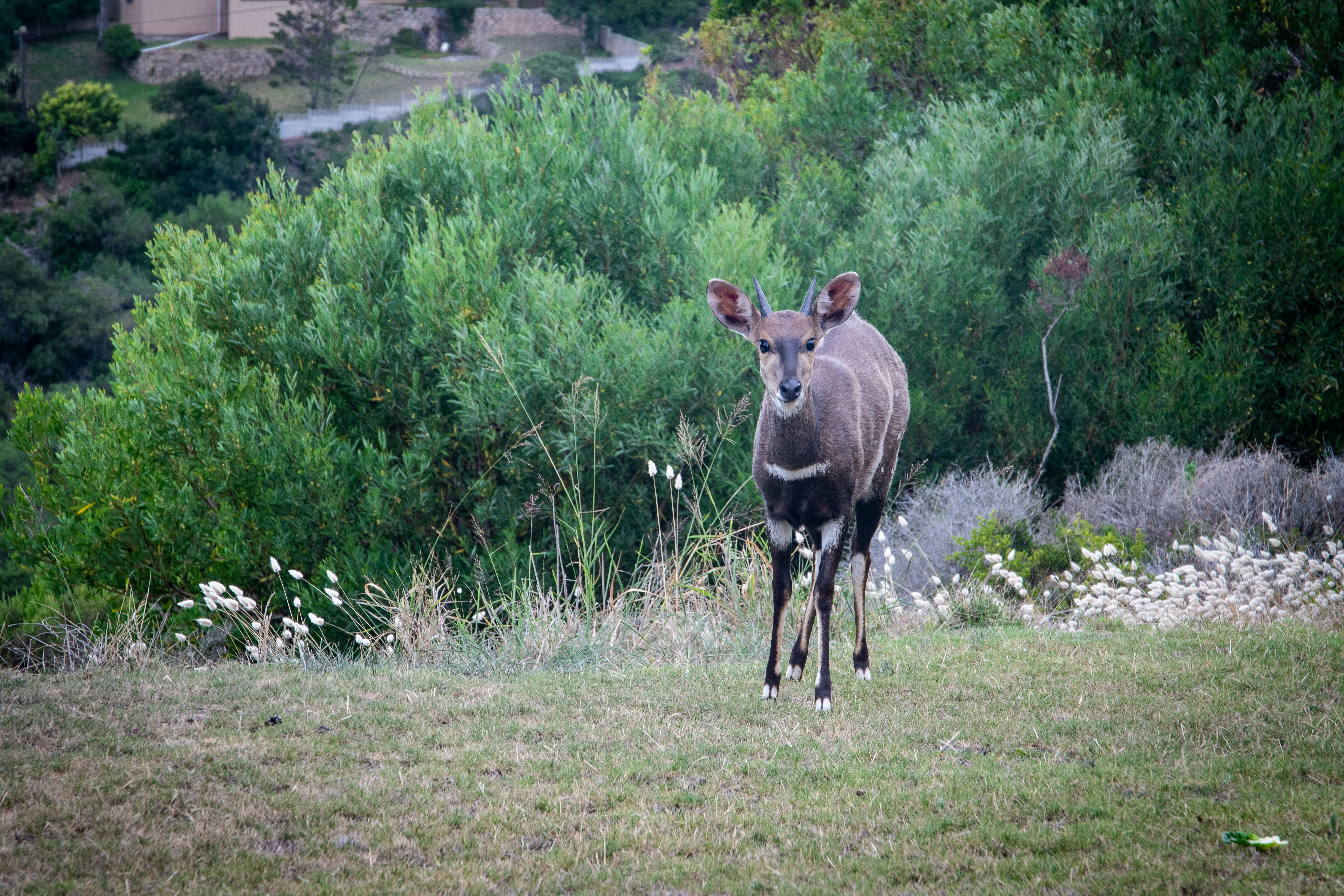 grátis Foto profissional grátis de alegre, ambiente rústico, animais selvagens Foto profissional