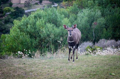 Free A lone bushbuck stands in a lush green landscape, showcasing wildlife in its natural habitat. Stock Photo