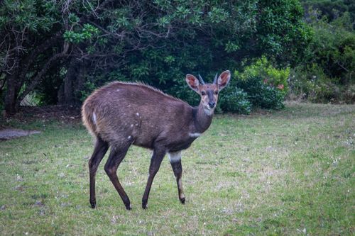 Free A bushbuck antelope stands gracefully in a lush, green outdoor setting. Stock Photo