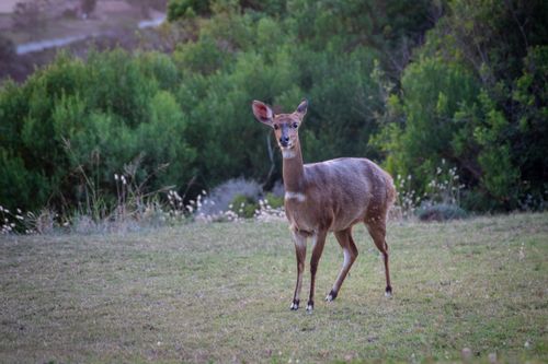 Free A serene image of a fawn standing in a lush green field surrounded by dense bushes. Stock Photo