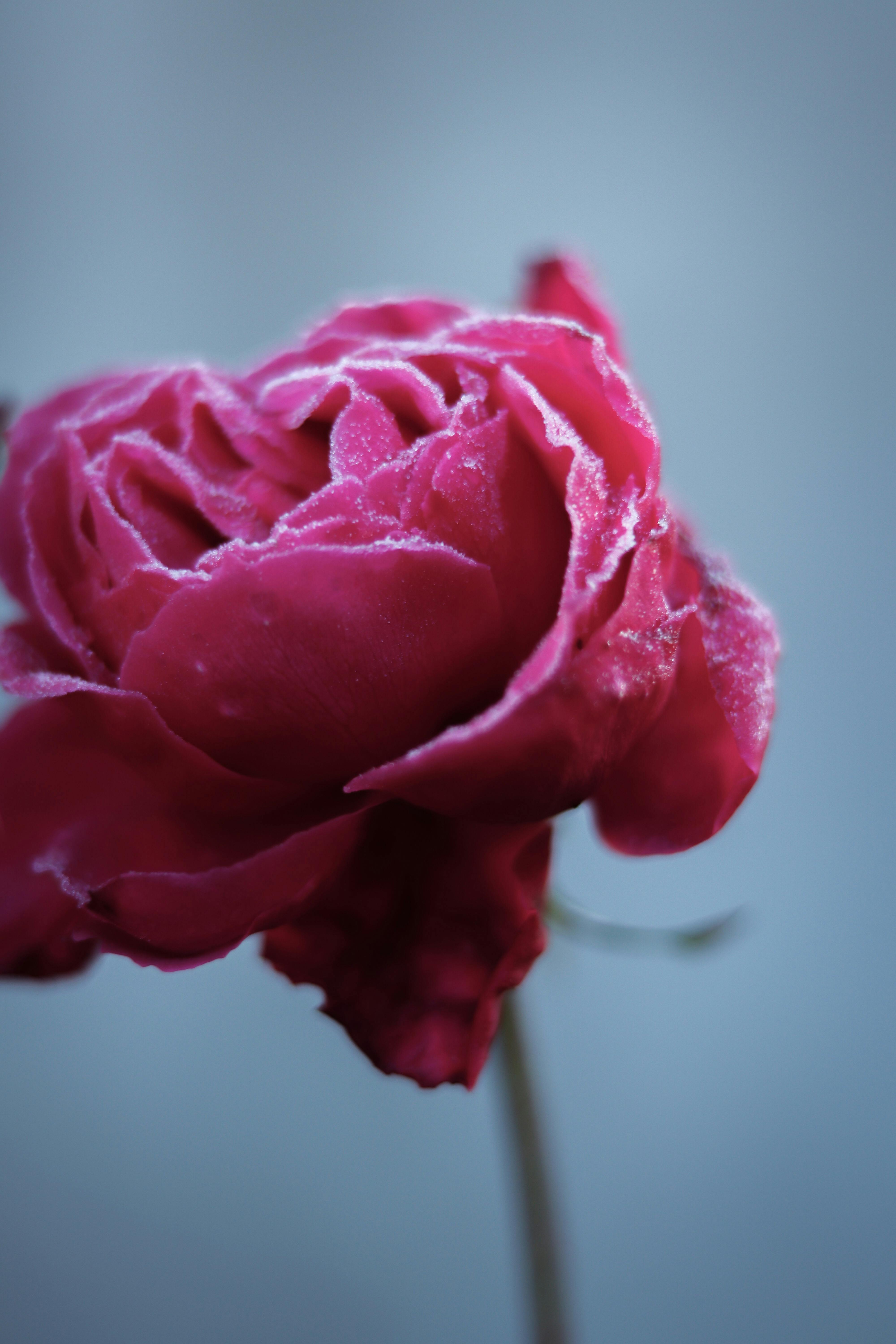 Red rose against blurred background · Free Stock Photo